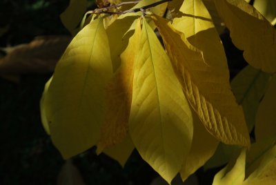 Asimina triloba 'Pennsylvania Golden' - muďoul trojlaločný 'Pennsylvania Golden' - podzimní listy